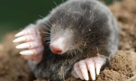 A mole