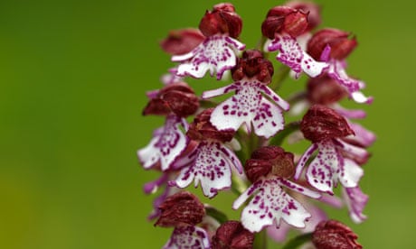 Can Orchids Cartridges Open And Close