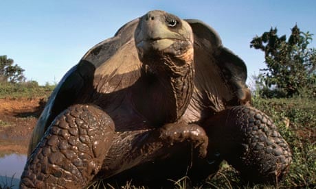Giant tortoise numbers are rising on the island of Española