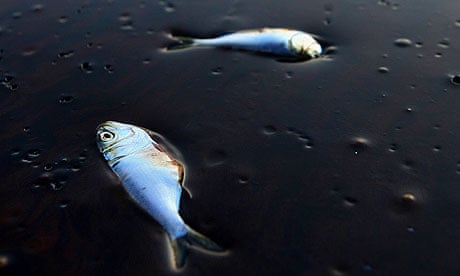 Poggy, or menhaden, fish lie dead and stuck in oil in Bay Jimmy, near Port Sulpher, Louisiana