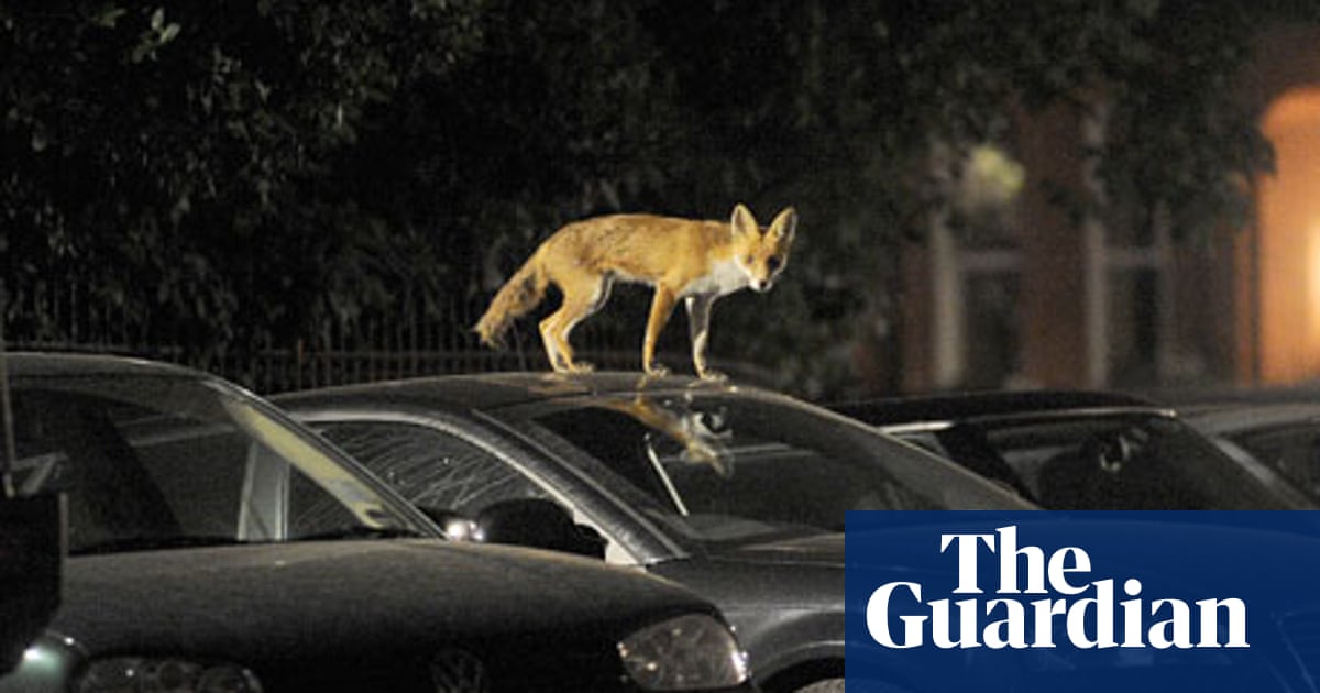 Invasion Of The Urban Foxes | Wildlife | The Guardian