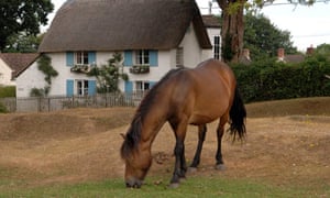 Let S Move To The New Forest Hampshire Money The Guardian
