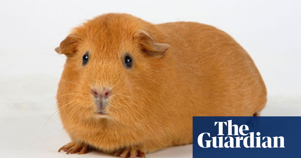 Warning Pets At Large Pets The Guardian