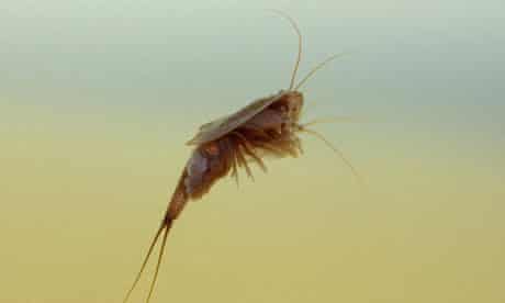 Rare tadpole shrimp found in Scotland