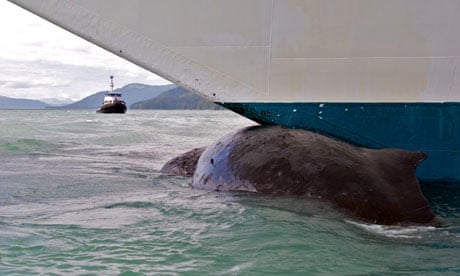 Dead whale Alaska