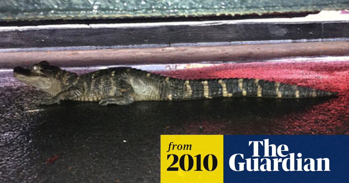 The day I found an alligator in New York | New York | The Guardian