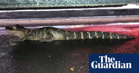 The Day I Found An Alligator In New York New York The Guardian