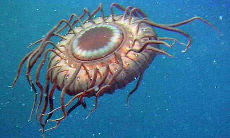 A deep-sea jellyfish