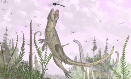 Fossil crocodile