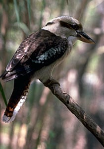 Australian School Drops Gay From Kookaburra Song Australia News The Guardian