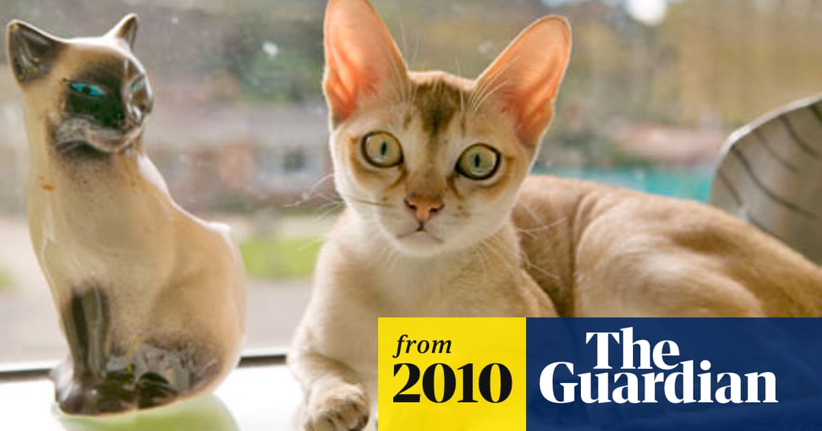 Belgium Plans To Neuter Most Cats As Feline Population Explodes