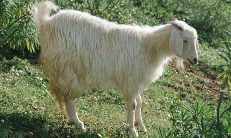 Does cashmere get your goat? | Ethical and green living | The Guardian