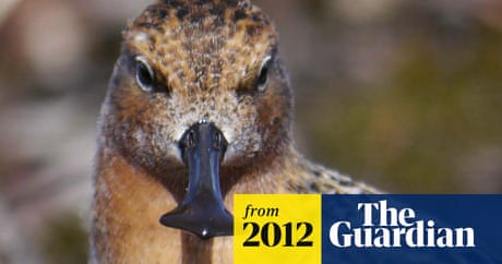 The 100 most endangered species on the planet – the list in full |  Environment | The Guardian