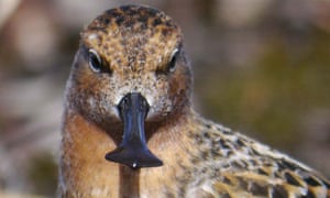 An adult male spoon-billed sandpiper