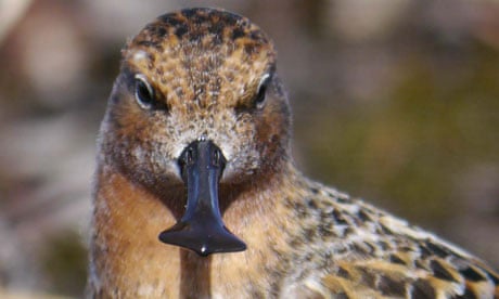An adult male spoon-billed sandpiper