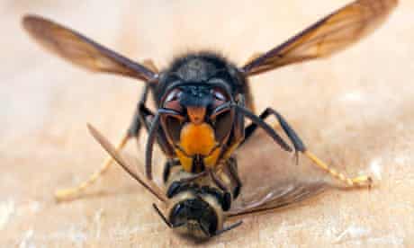 An Asian hornet feasting on a honey bee