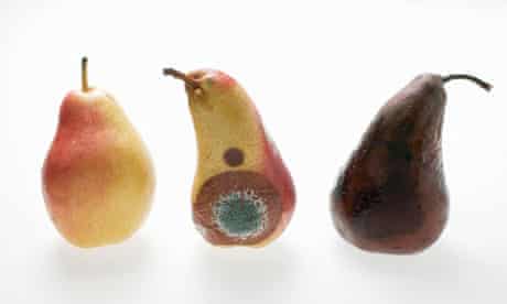 Spoilt Rotten Good And Bad Mould Food The Guardian