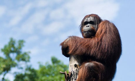 Borneo male orangutan Wandoo