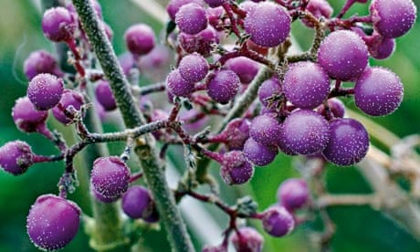 Plants with Berries, Top Trees & Shrubs with Colorful Berries