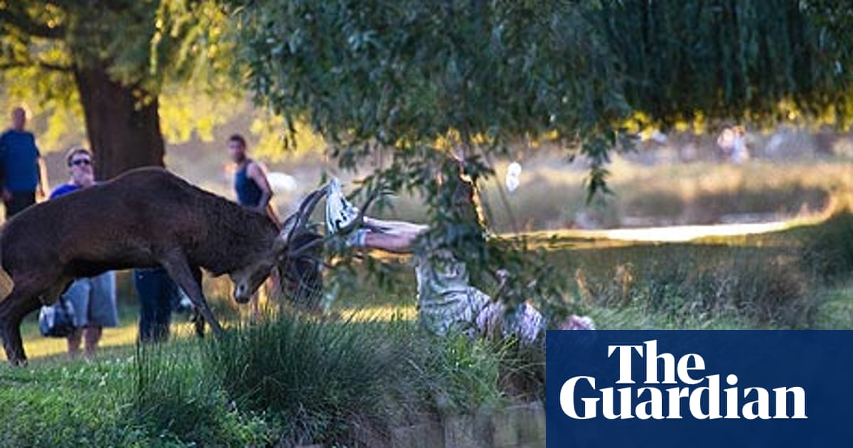 Oh deer: animal lovers come to stalk the Beast of Bushy park | Animals | The  Guardian
