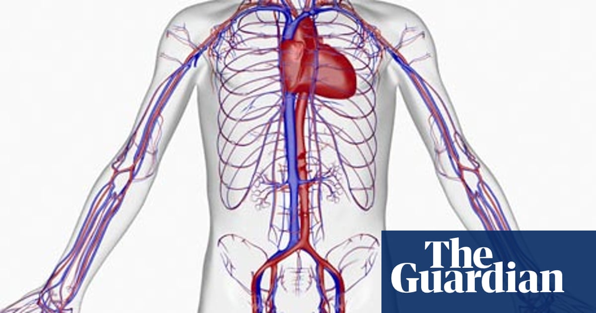 Mapping The Body The Aorta Life And Style The Guardian