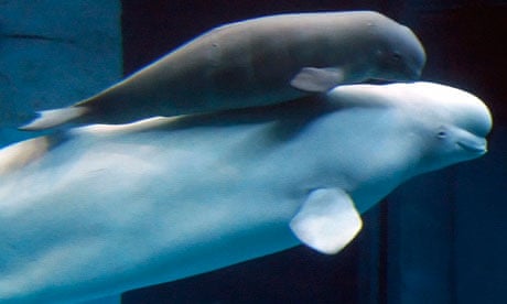 declaring beluga whales an endangered species Endangered beluga whale delphinapterus leucas as endangered under the us endangered species act in october 2008 understanding the habitat conditions selected by. declaring beluga whales an endangered species Endangered beluga whale delphinapterus leucas as endangered under the us endangered species act in october 2008 understanding the habitat conditions selected by.