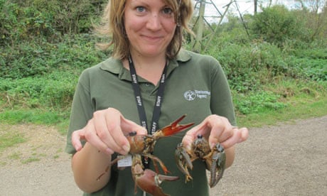 A virile (right) and a signal crayfish (left) are held by Inger Jennings of the Environment Agency