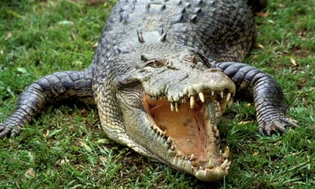 A saltwater crocodile, Northern Territory, Australia