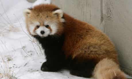 Su lin, a red panda cub in Valley Zoo, Edmonton, Canada