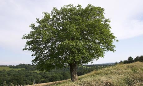 Walnut tree (Juglans regia) Sussex