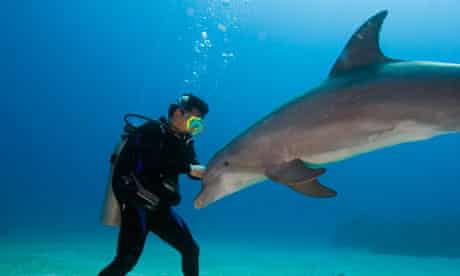 A dolphin with a scuba diver