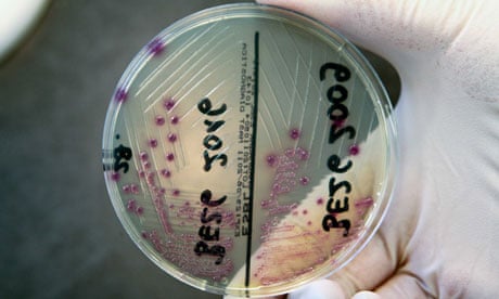 EHEC-e-coli-bacteria-examined