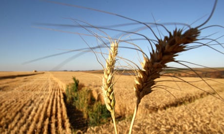 Brazil's Grain Production To Rise 10.5 Percent In 2010