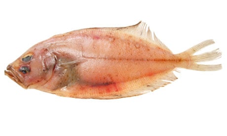 Megrim sole flat fish isolated on white
