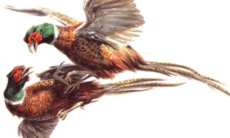 The pheasant is one of the most familiar birds of the British countryside.