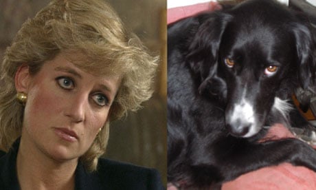 460px x 276px - The dog that looks like Princess Diana | Pets | The Guardian