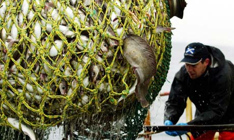 Cod and haddock caught between Norway and the Shetland Islands in the North Sea