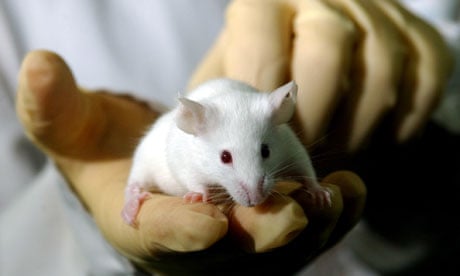 Scientists are breeding more GM mice