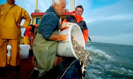EU fishing fleets discarded £2.7bn of cod, claims report