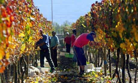 Farmers pick grapes in Santiago