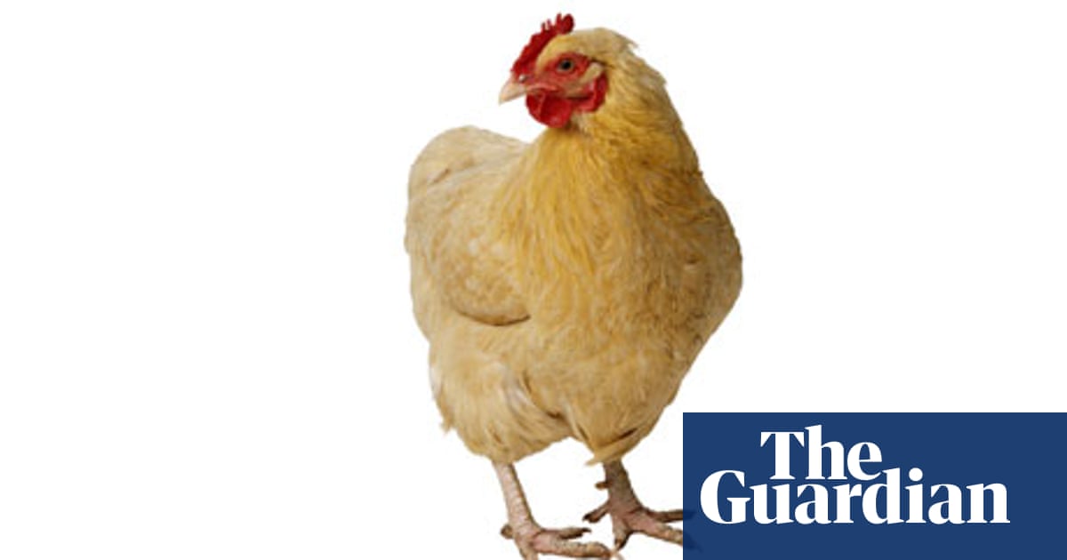 Why Are We All Keeping Hens Life And Style The Guardian