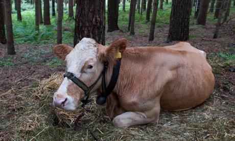 Search for escaped cow Yvonne