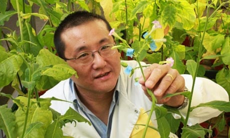 Julian Ma amid GM tobacco plants