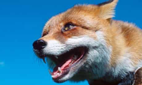 The 'feral' fox … 'existing in a wild or untamed state.'
