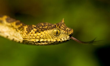 Matilda's horned viper