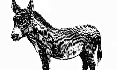 Donkey / Mule