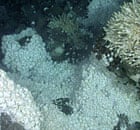 Marine life found miles underwater in the Southern Ocean, near Antarctica