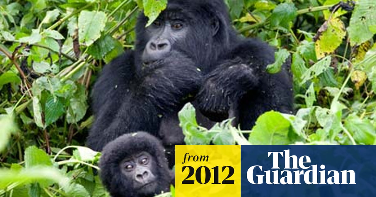 GorillaStory: Morning Sickness and Eating for Two - Smithsonian's National Zoo