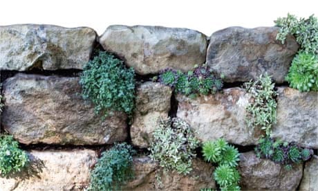 Gardens: Dry stone walls