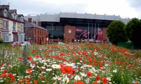 Wild flowers at Anfield, Liverpool
